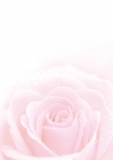 Designpapier-215 DIN-A4 (100 Blatt)  Rosa Rose